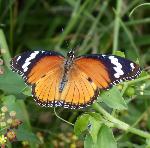 Common diadem female